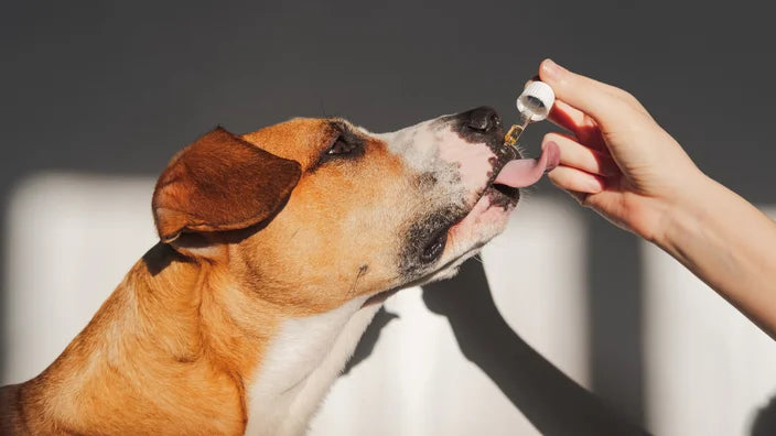 CBD for Pets: Can It Help Your Dog or Cat?